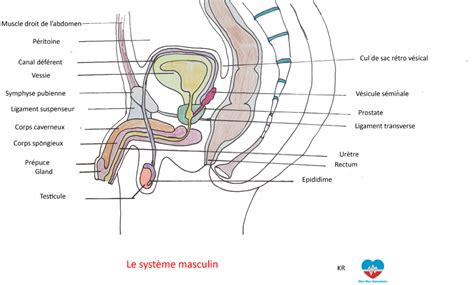 Anatomie Et Pathologie L Appareil G Nital Masculin Mon Bloc Op Ratoire