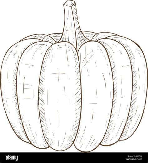 Pumpkin Hand Drawn Sketch Stock Vector Image And Art Alamy