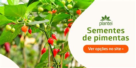 Pimenta Carolina Reaper Chocolate Aprenda A Cultivar Blog Da Plantei