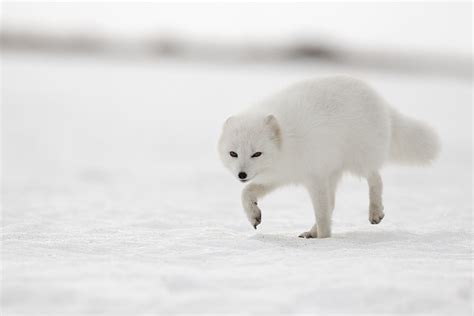 Arctic Fox - Inspired by Iceland's Nature | Arctic Nature Hotel