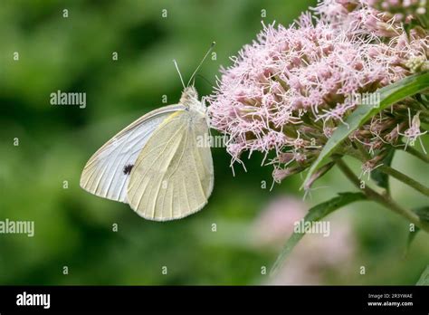 Pieris Brassicae Known As Large White Cabbage Butterfly Cabbage