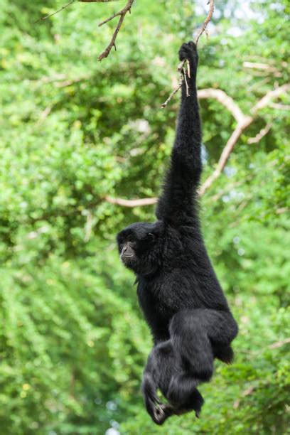 Siamang Foto Stok Potret And Gambar Bebas Royalti Istock