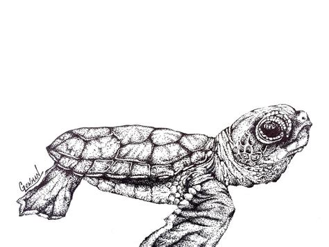 Baby Sea Turtle Drawing At Explore Collection Of