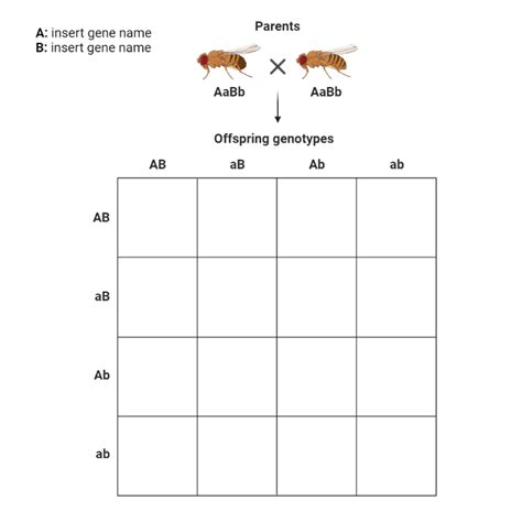 Drosophila Punnett Square Layout 4x4 Biorender Science Templates