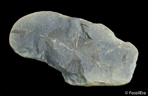 Annularia Plant Fossil (Extinct Horsetail) (#3110) For Sale - FossilEra.com