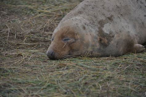 330 Seal Animal Sea Dog Nature Stock Photos Pictures And Royalty Free