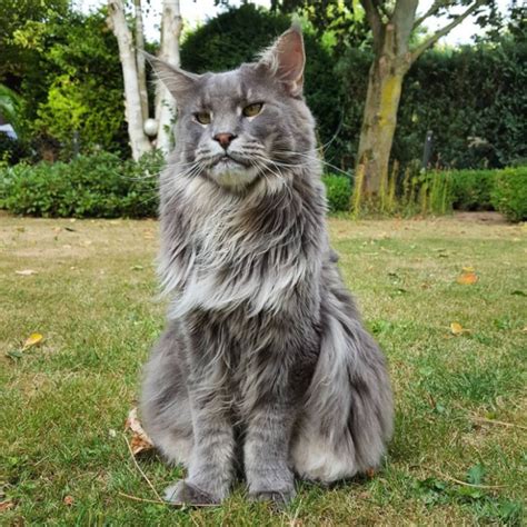 21 величествени котки Мейн Кун, които ще ви покажат кой е шефът ...