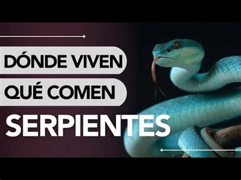 Dónde VIVEN y QUÉ COMEN las SERPIENTES YouTube