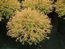 Leenders Plants Bv Thuja Occ Golden Tuffet