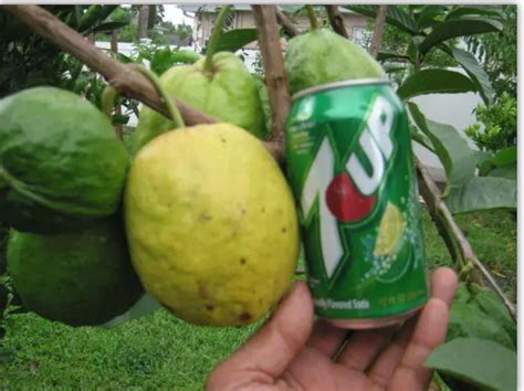 Giant Indian Pink Guava Tree Extremely Rare Fruit Weight 2 Pounds - Etsy