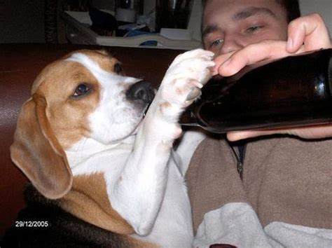 17 Best Images About Dogs Drinking Beer On Pinterest Drinks Alcohol