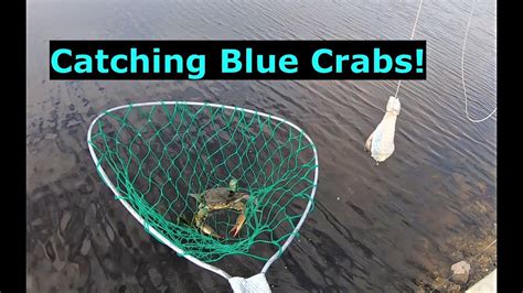 Catching Blue Crabs By Hand Line Trout And Redfish Too Youtube