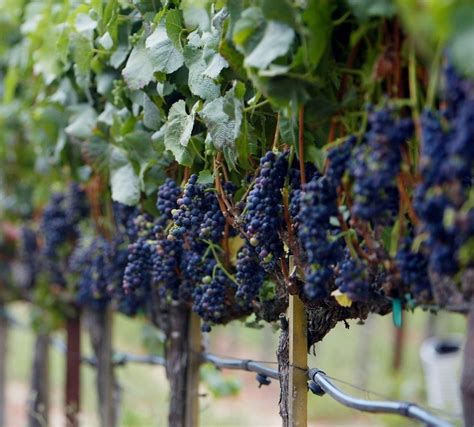 Old World vs. New World wine tasting scheduled - cleveland.com