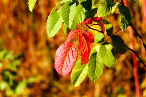 Zweig Blätter Herbst Kostenloses Foto auf Pixabay Pixabay