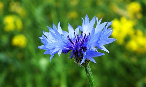 Kornblumen Frühling Wiese Kostenloses Foto auf Pixabay Pixabay