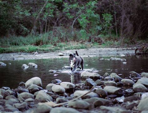 Pitbull Preto E Branco Territ Atravessando O Rio Rochoso Imagem De