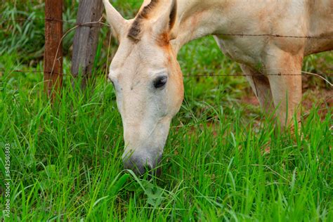 Close na cara de um cavalo branco um pouco sujo de terra e que está