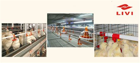 Advantages Of Using Automated Poultry Farming Equipment In India