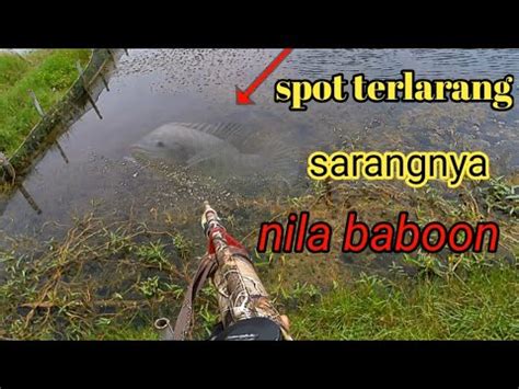 Maser Ikan Di Spot Terlarang Bikin Jantung Mau Copot Maserikan