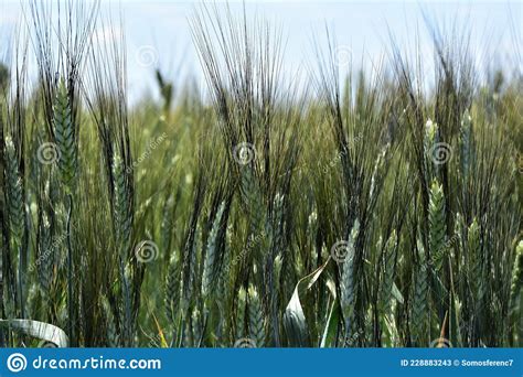 Beautiful Durum Wheat With Black Awn Stock Image Image Of Plant