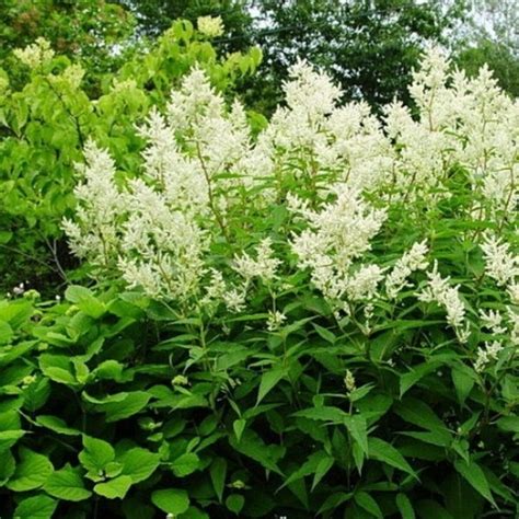 Горец купить недорого саженцы ️ питомник растений Green Edem, Киев ...