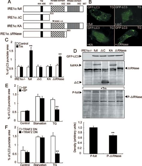 Figure From Autophagy Is Activated For Cell Survival After