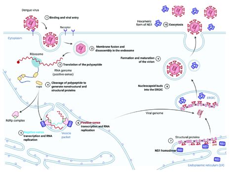 DENV NS1 Protein Involvement In The Viral Cycle Nonstructural Protein