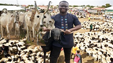 Inside The Biggest Livestock Market In Ghana Choosing The Right Breed