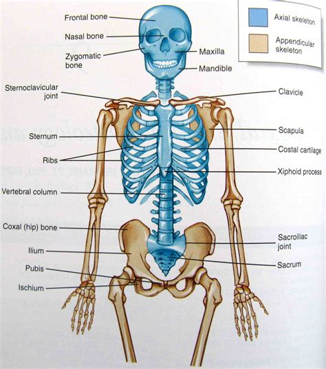 Esqueleto Apendicular