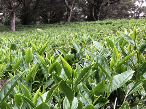 Two Leaves And A Bud For Quality Green Tea Harvest Mauna Kea Tea