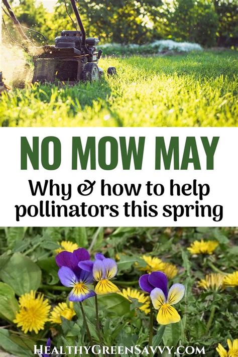 No Mow May How To Protect Pollinators In Your Yard In 2022 Mowing