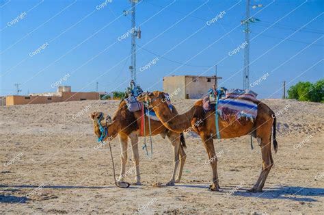 Dromedary Camels In Sahara Desert Tunisia Africa Photo 286649