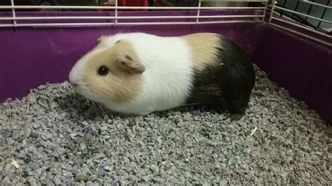 One-year-old guinea pig available for adoption