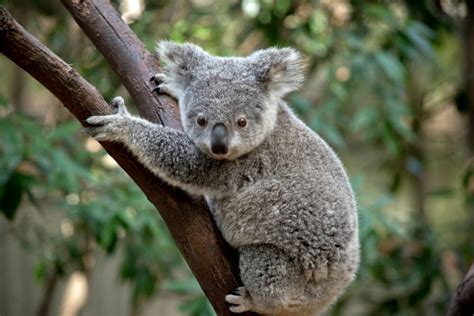 Times Koalas Were Anything But Cute – Science Sensei