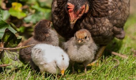 Hot Weather Tips for Raising Poultry | Talmage Farm Agway