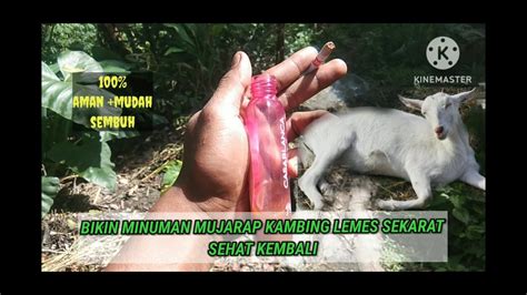 MENGOBATI KAMBING SAKIT TIDAK MAU MAKAN LEMAS DAN TIDAK MAU BERDIRI