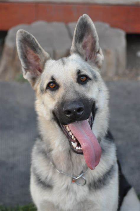 Black And Silver German Shepherds Adopted Montana Wyoming Idaho