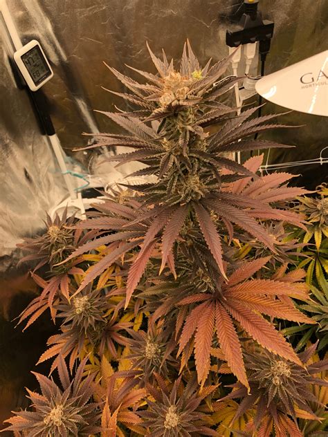 Strain Gallery Strawberries And Cream Exotic Genetix Pic