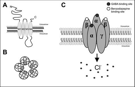 Structure of GABA-A receptor A. Schematic structure of a subunit of a ...