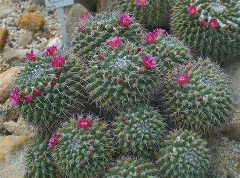 10 Purple Cactus Varieties Cactus With Purple Flowers And Flesh