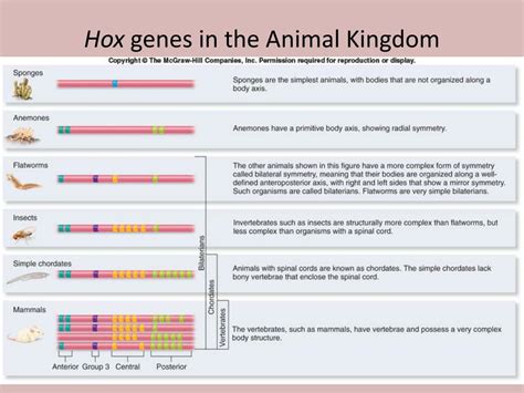 Ppt Homeobox Genes Powerpoint Presentation Free Download Id 2129427