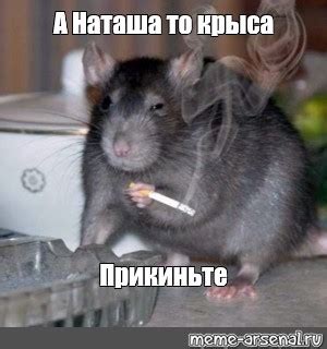 Создать мем "курящий крыс, курящая крыса, чёрная крыса" - Картинки ...