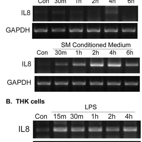 LPS stimulated IκB α phosphorylation and degradation in THK but not