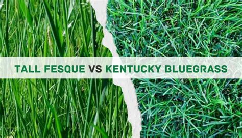 Kentucky Bluegrass Vs Tall Fescue 5 Main Differences Pros And Cons