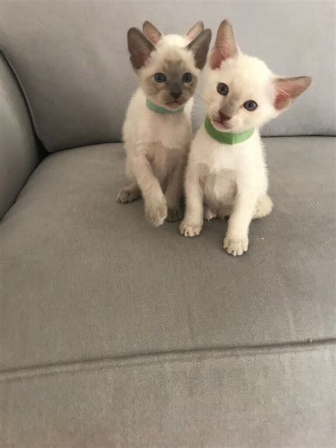 Siamese Kittens X 4 Stunning Blue Lilac Point Boys Located Near