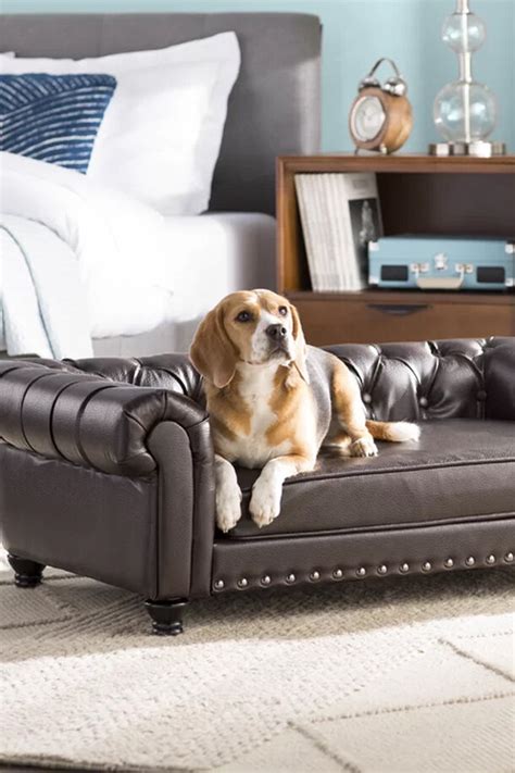 Dog & Puppy Products | Wayfair