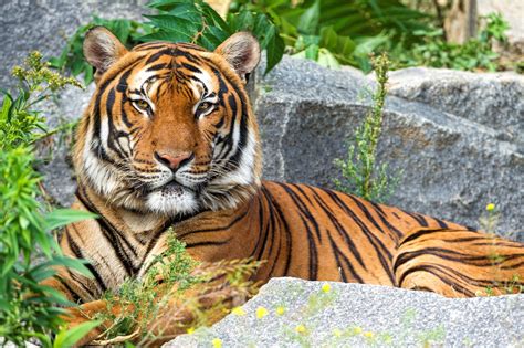 Malayan Tiger Wallpaper Hd Download