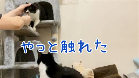 野良猫から家猫へ 部屋を移動してから警戒心が緩むまで Youtube