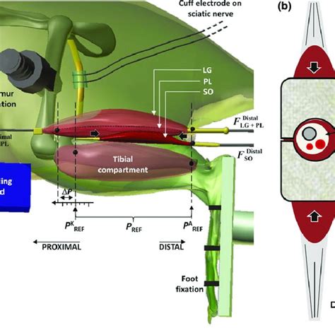 Schematic Of The Experimental Setup A Lateral View Of The Rat Left