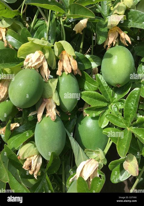 Passion Fruit Plant Hi Res Stock Photography And Images Alamy